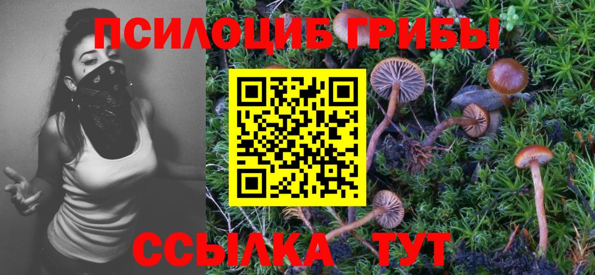 Псилоцибиновые грибы Psilocybe Наро-Фоминск